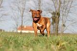 DOGUE DE BORDEAUX 125